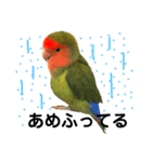 インコのセセリ♂6（個別スタンプ：3）