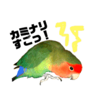 インコのセセリ♂6（個別スタンプ：5）