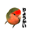インコのセセリ♂6（個別スタンプ：6）