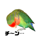 インコのセセリ♂6（個別スタンプ：10）
