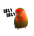 インコのセセリ♂6（個別スタンプ：11）
