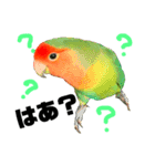 インコのセセリ♂6（個別スタンプ：12）