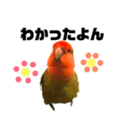 インコのセセリ♂6（個別スタンプ：13）