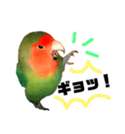 インコのセセリ♂6（個別スタンプ：14）