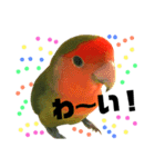 インコのセセリ♂6（個別スタンプ：16）