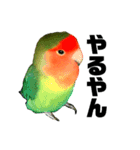 インコのセセリ♂6（個別スタンプ：17）