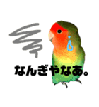 インコのセセリ♂6（個別スタンプ：21）