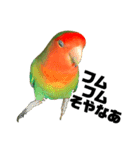 インコのセセリ♂6（個別スタンプ：23）
