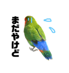 インコのセセリ♂6（個別スタンプ：25）