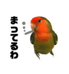 インコのセセリ♂6（個別スタンプ：26）