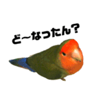 インコのセセリ♂6（個別スタンプ：27）