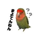 インコのセセリ♂6（個別スタンプ：28）