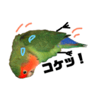 インコのセセリ♂6（個別スタンプ：30）
