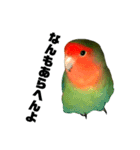 インコのセセリ♂6（個別スタンプ：31）