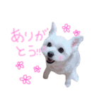 仔犬のるるちゃん 2（個別スタンプ：2）