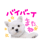 仔犬のるるちゃん 2（個別スタンプ：3）