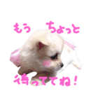 仔犬のるるちゃん 2（個別スタンプ：4）