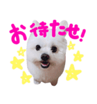 仔犬のるるちゃん 2（個別スタンプ：5）