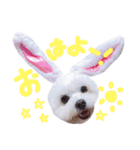 仔犬のるるちゃん 2（個別スタンプ：7）