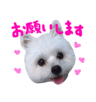 仔犬のるるちゃん 2（個別スタンプ：8）