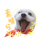 仔犬のるるちゃん 2（個別スタンプ：9）
