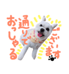 仔犬のるるちゃん 2（個別スタンプ：10）