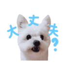 仔犬のるるちゃん 2（個別スタンプ：11）