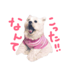 仔犬のるるちゃん 2（個別スタンプ：12）
