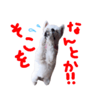 仔犬のるるちゃん 2（個別スタンプ：13）