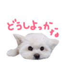 仔犬のるるちゃん 2（個別スタンプ：15）