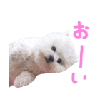 仔犬のるるちゃん 2（個別スタンプ：16）