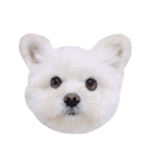 仔犬のるるちゃん 2（個別スタンプ：17）