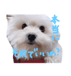 仔犬のるるちゃん 2（個別スタンプ：19）