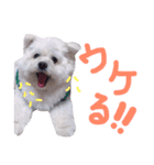 仔犬のるるちゃん 2（個別スタンプ：21）