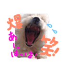 仔犬のるるちゃん 2（個別スタンプ：22）