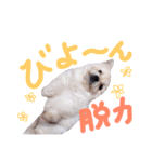 仔犬のるるちゃん 2（個別スタンプ：25）