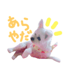 仔犬のるるちゃん 2（個別スタンプ：27）