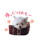 仔犬のるるちゃん 2（個別スタンプ：28）