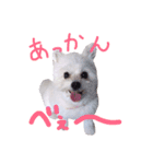 仔犬のるるちゃん 2（個別スタンプ：29）