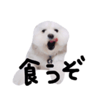 仔犬のるるちゃん 2（個別スタンプ：30）