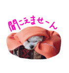 仔犬のるるちゃん 2（個別スタンプ：31）