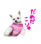 仔犬のるるちゃん 2（個別スタンプ：33）