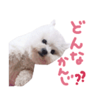 仔犬のるるちゃん 2（個別スタンプ：34）