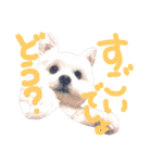 仔犬のるるちゃん 2（個別スタンプ：35）