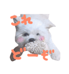 仔犬のるるちゃん 2（個別スタンプ：36）