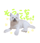 仔犬のるるちゃん 2（個別スタンプ：37）
