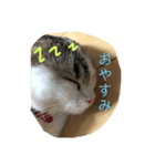 うたまる日記。（個別スタンプ：5）