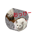 猫達と一言（個別スタンプ：1）
