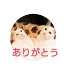 猫達と一言（個別スタンプ：2）