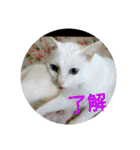 猫達と一言（個別スタンプ：3）
